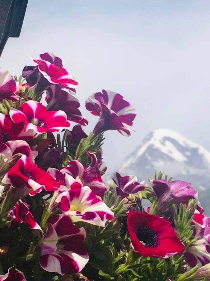 Guest House Elguja Qushashvili Kazbegi Eksteriør billede